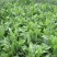 鲁梅克斯种子俄罗斯饲料菜多年生四季牧草种子鸡鸭鹅猪牧草
