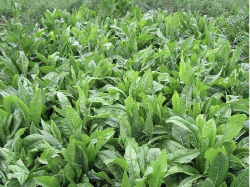 鲁梅克斯种子俄罗斯饲料菜多年生四季牧草种子鸡鸭鹅猪牧草