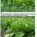 鲁梅克斯种子俄罗斯饲料菜多年生四季牧草种子鸡鸭鹅猪牧草