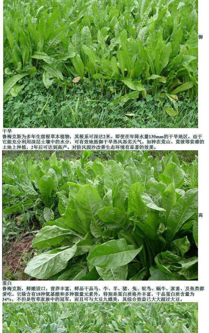 鲁梅克斯种子俄罗斯饲料菜多年生四季牧草种子鸡鸭鹅猪牧草
