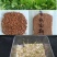 鲁梅克斯种子俄罗斯饲料菜多年生四季牧草种子鸡鸭鹅猪牧草