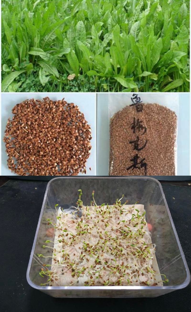 鲁梅克斯种子俄罗斯饲料菜多年生四季牧草种子鸡鸭鹅猪牧草