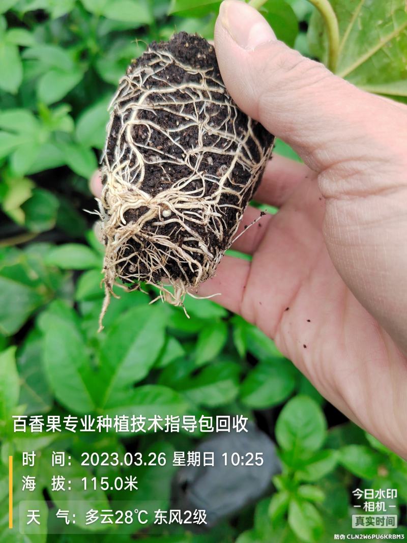 百香果苗黄金扦插苗，台农嫁接，紫香台农扦插，维密钦蜜9号