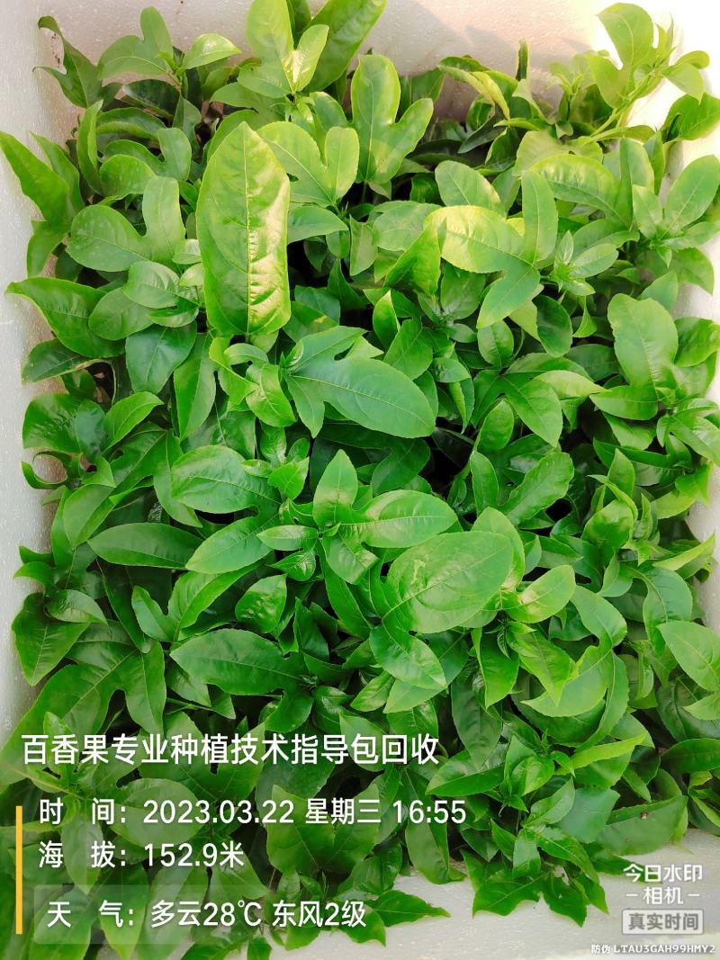 百香果苗黄金扦插苗，台农嫁接，紫香台农扦插，维密钦蜜9号
