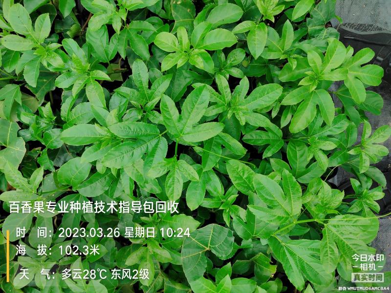 百香果苗黄金扦插苗，台农嫁接，紫香台农扦插，维密钦蜜9号