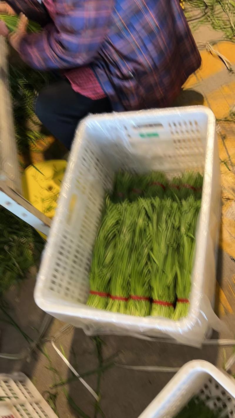 广东精品韭菜价格美丽产地直发量大从优欢迎联系