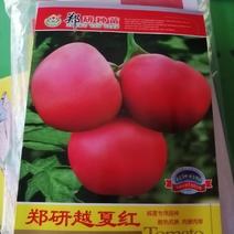该品种，越夏专用品种耐热抗病肉硬肉厚易坐果果色粉红果子大