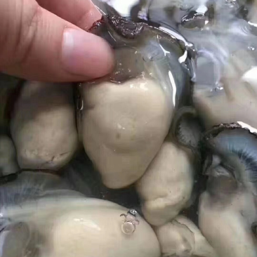 生蚝肉鲜活现剥新鲜蚝仔肉牡蛎肉蚝仔煎海蛎子肉汫洲直供