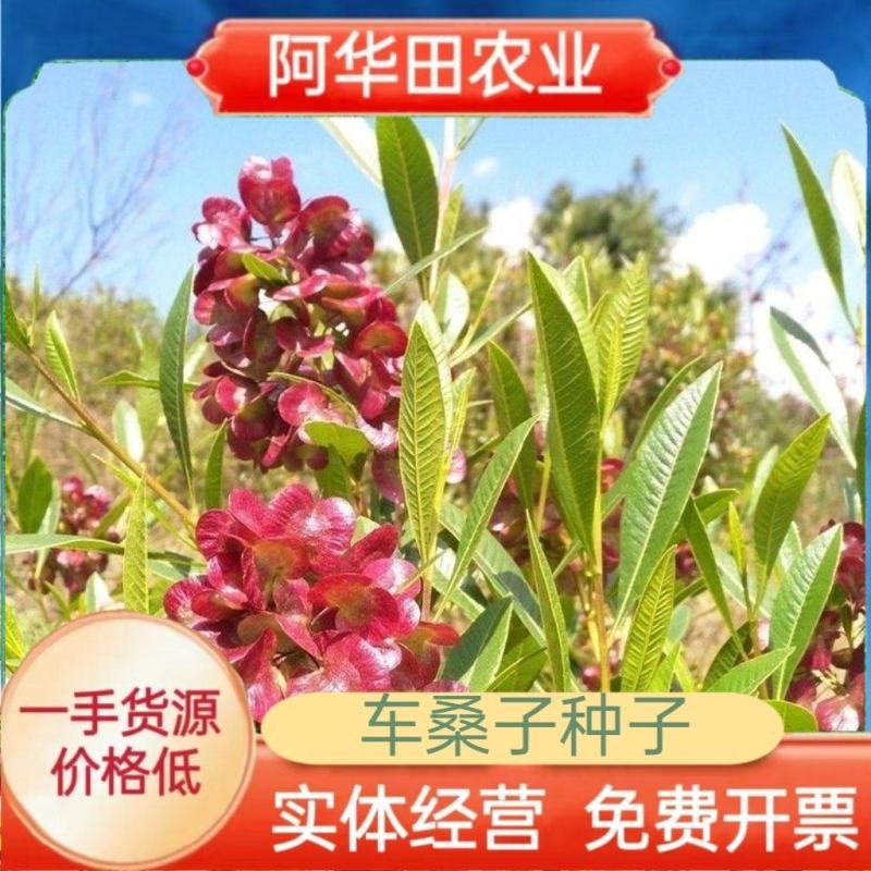车桑子种子明油枝种子道路护坡灌木固土固沙防塌绿化种籽