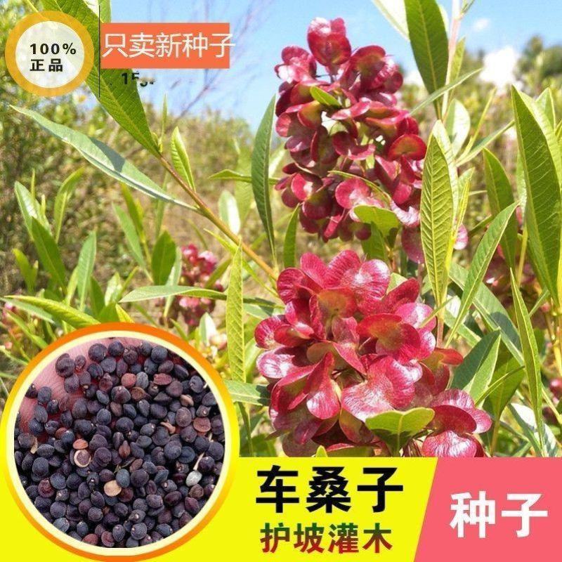 车桑子种子明油枝种子道路护坡灌木固土固沙防塌绿化种籽