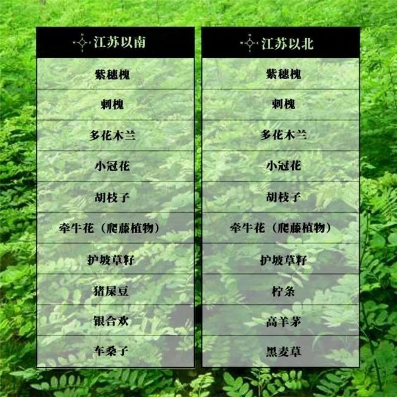 车桑子种子明油枝种子道路护坡灌木固土固沙防塌绿化种籽