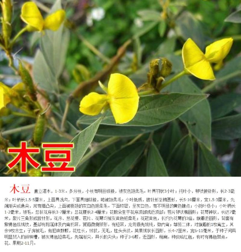 车桑子种子明油枝种子道路护坡灌木固土固沙防塌绿化种籽