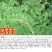车桑子种子明油枝种子道路护坡灌木固土固沙防塌绿化种籽