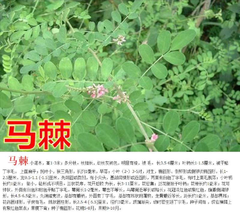 车桑子种子明油枝种子道路护坡灌木固土固沙防塌绿化种籽
