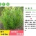 车桑子种子明油枝种子道路护坡灌木固土固沙防塌绿化种籽