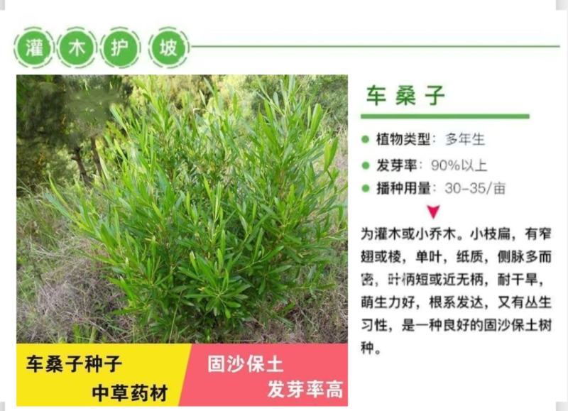 车桑子种子明油枝种子道路护坡灌木固土固沙防塌绿化种籽