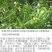 车桑子种子明油枝种子道路护坡灌木固土固沙防塌绿化种籽