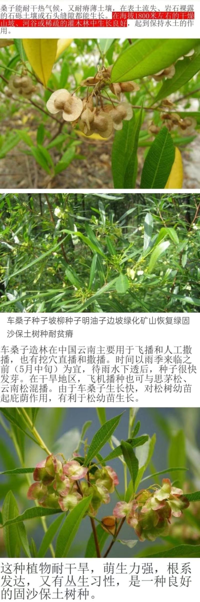 车桑子种子明油枝种子道路护坡灌木固土固沙防塌绿化种籽