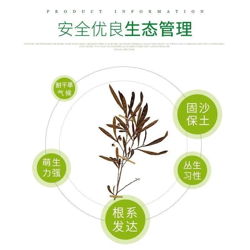 车桑子种子明油枝种子道路护坡灌木固土固沙防塌绿化种籽