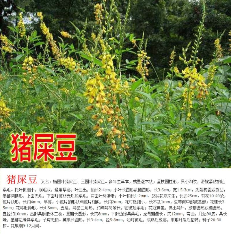 车桑子种子明油枝种子道路护坡灌木固土固沙防塌绿化种籽