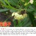 车桑子种子明油枝种子道路护坡灌木固土固沙防塌绿化种籽