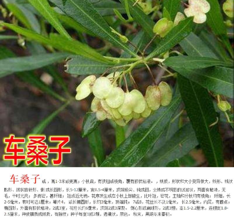 车桑子种子明油枝种子道路护坡灌木固土固沙防塌绿化种籽