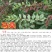 车桑子种子明油枝种子道路护坡灌木固土固沙防塌绿化种籽