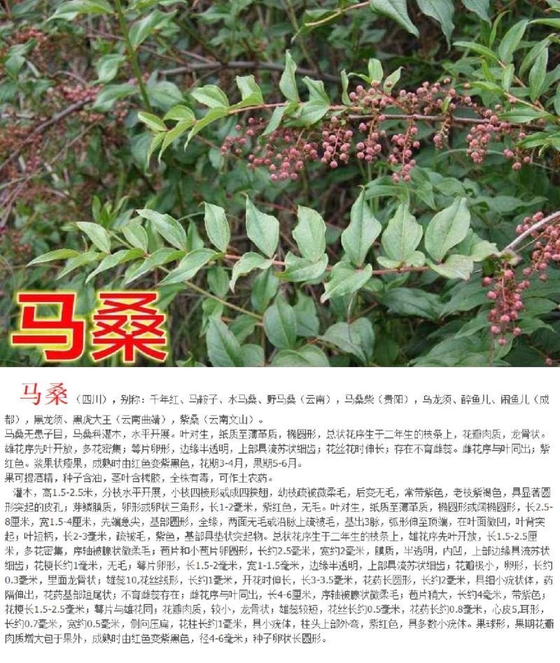 车桑子种子明油枝种子道路护坡灌木固土固沙防塌绿化种籽