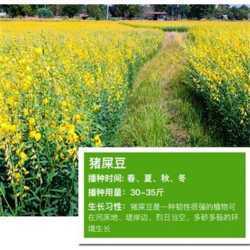 车桑子种子明油枝种子道路护坡灌木固土固沙防塌绿化种籽