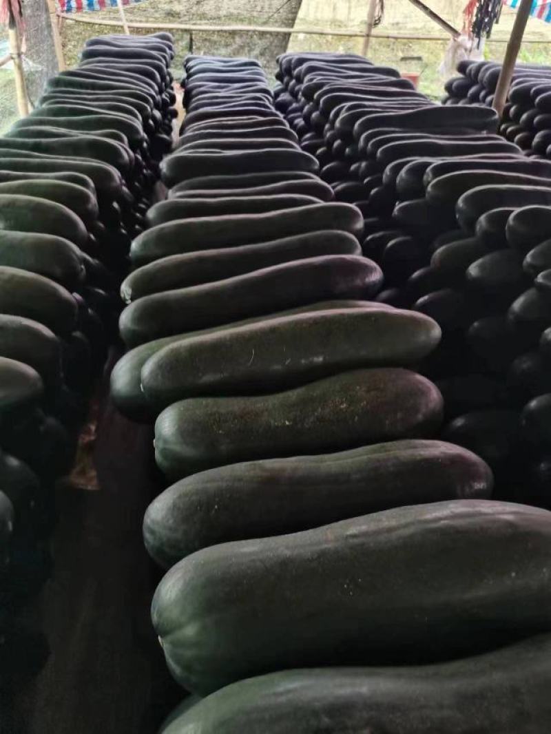 东瓜基地晚瓜，青皮白皮直供到12月，长中短瓜