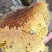 野生土蜂蜜一斤