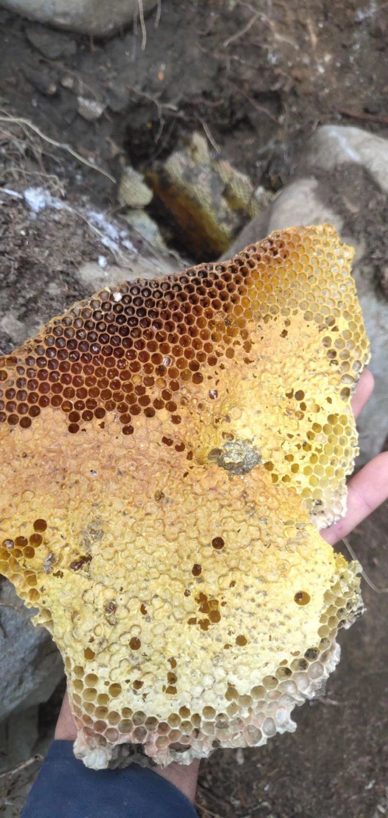 野生土蜂蜜一斤