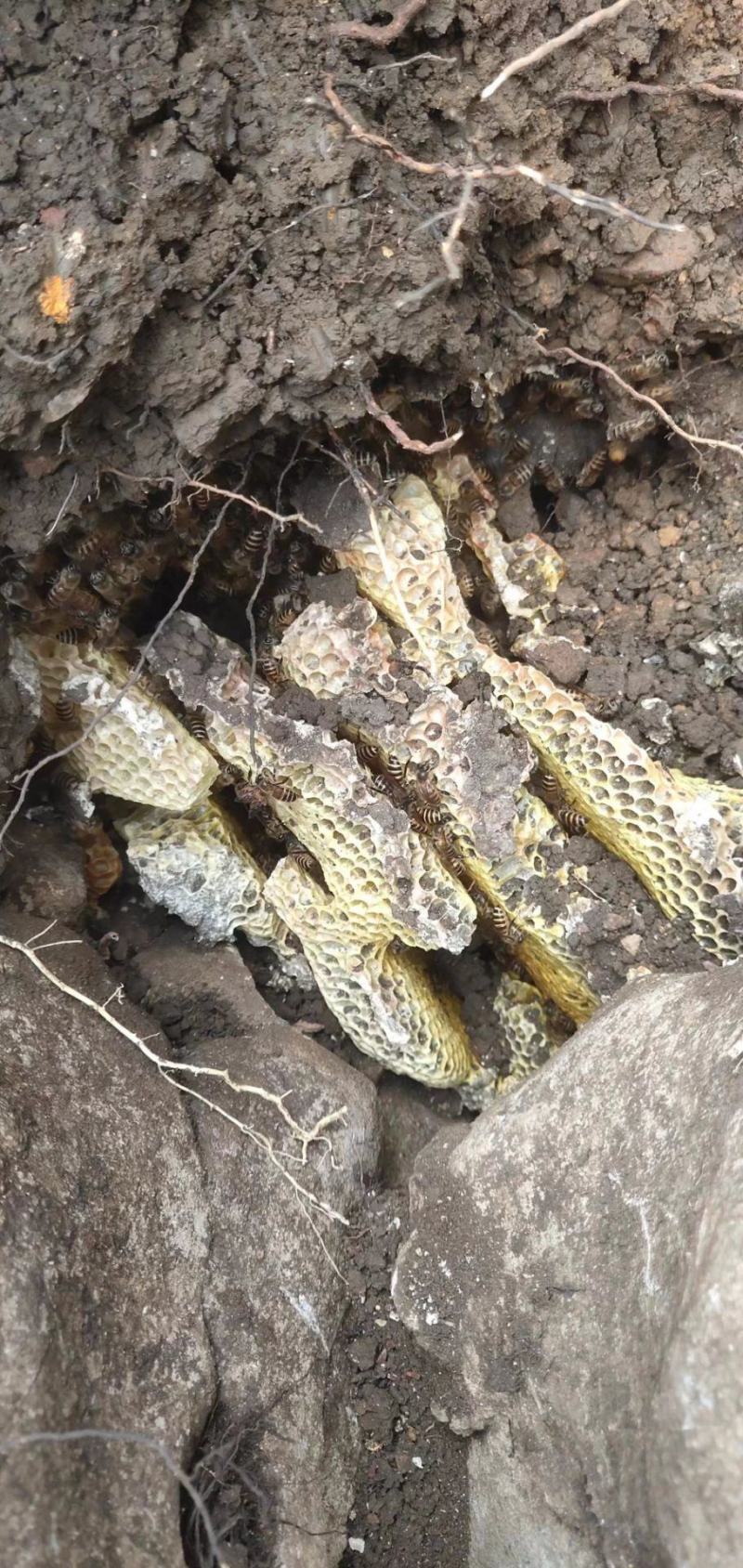 野生土蜂蜜一斤