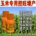 胺鲜酯乙烯利玉米控旺增产矮壮粗壮生长调节剂玉米专用矮壮素
