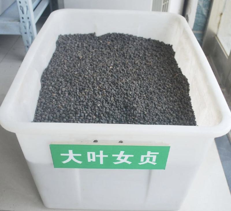 小叶女贞种子大叶女贞种子实体经营质量保证全国发货