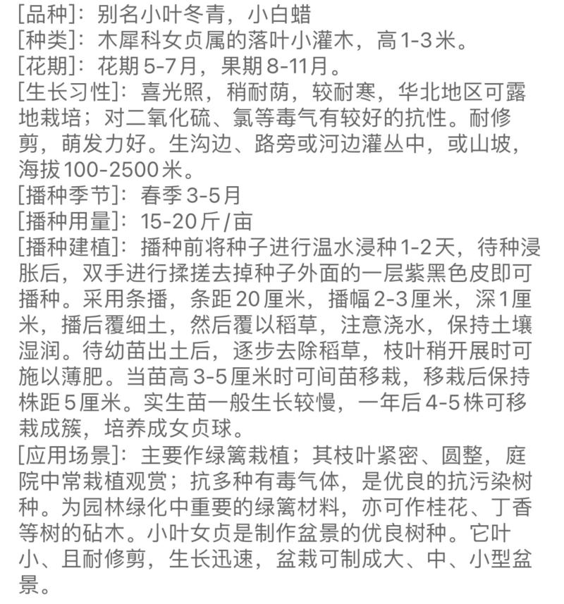 小叶女贞种子大叶女贞种子实体经营质量保证全国发货