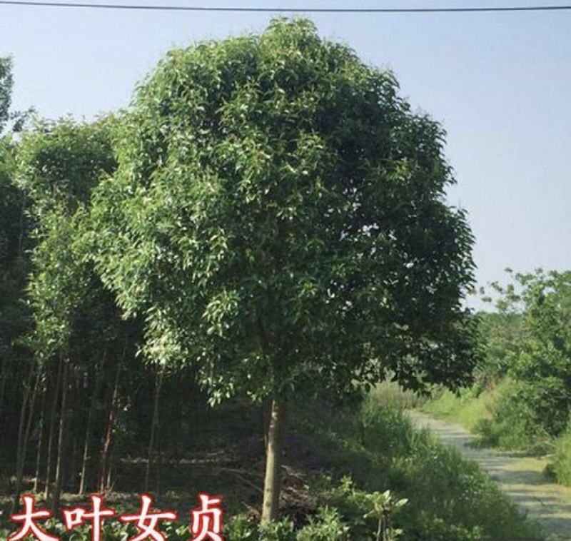 小叶女贞种子大叶女贞种子实体经营质量保证全国发货