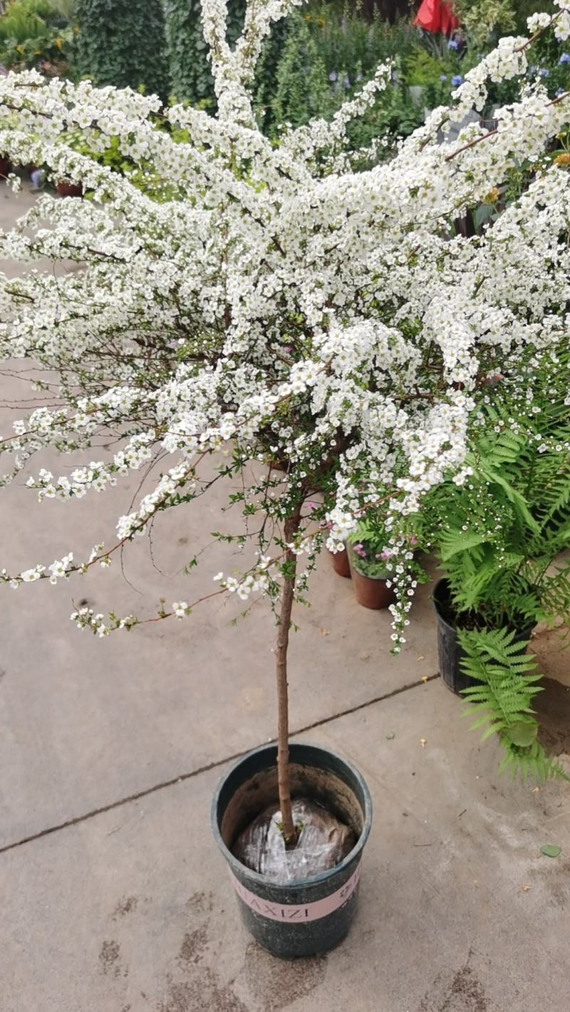 喷雪花，雪柳