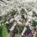 喷雪花，雪柳
