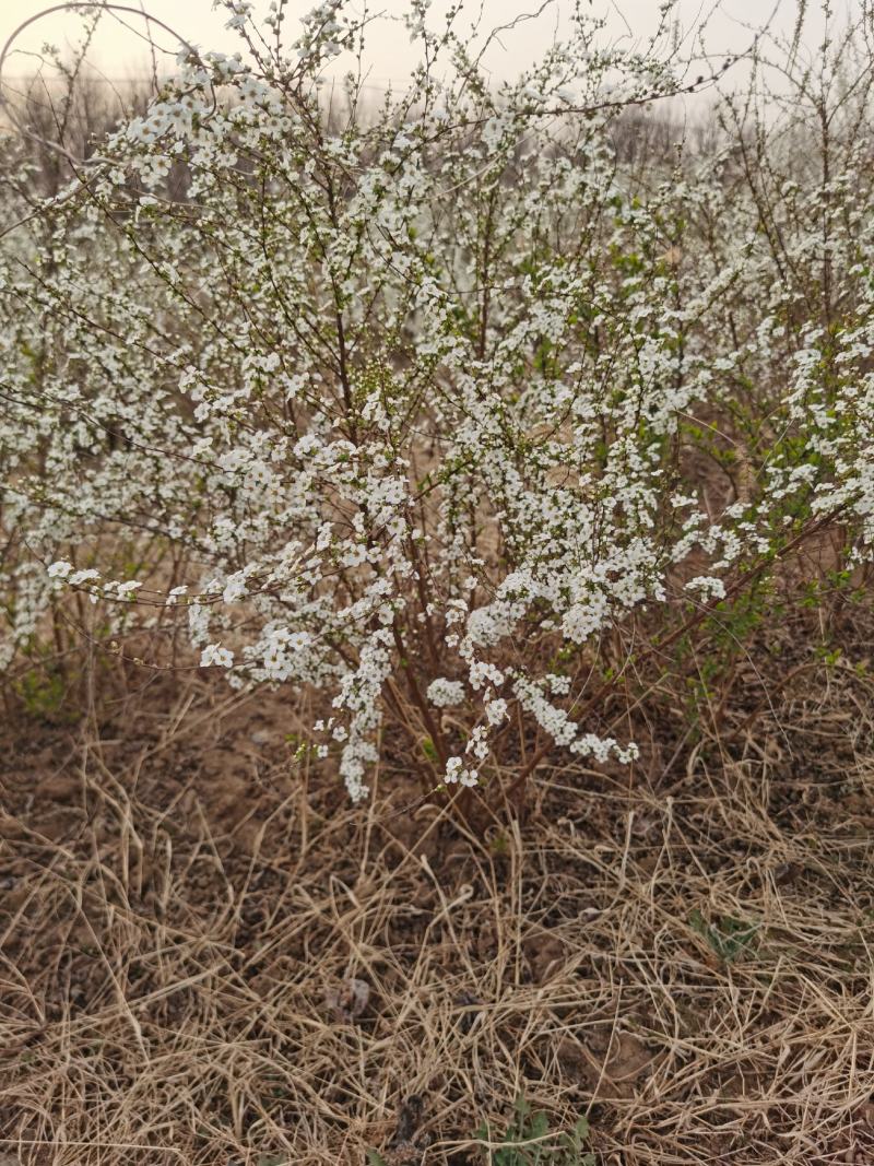 喷雪花，雪柳