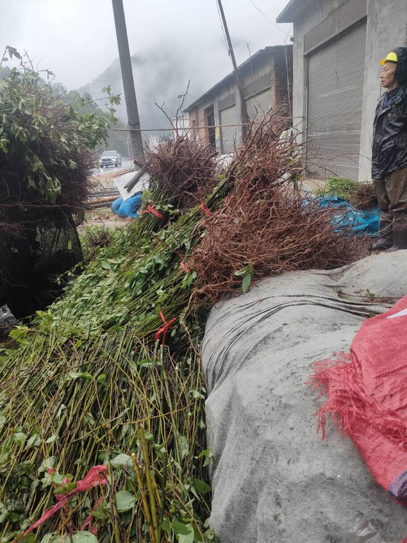 山苍子苗