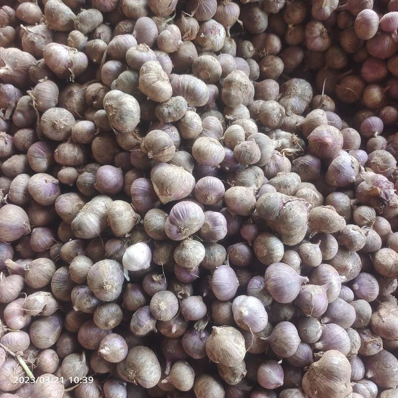 云南紫皮独蒜干蒜大量上市，特点色泽鲜红，蒜香味十足，超辣