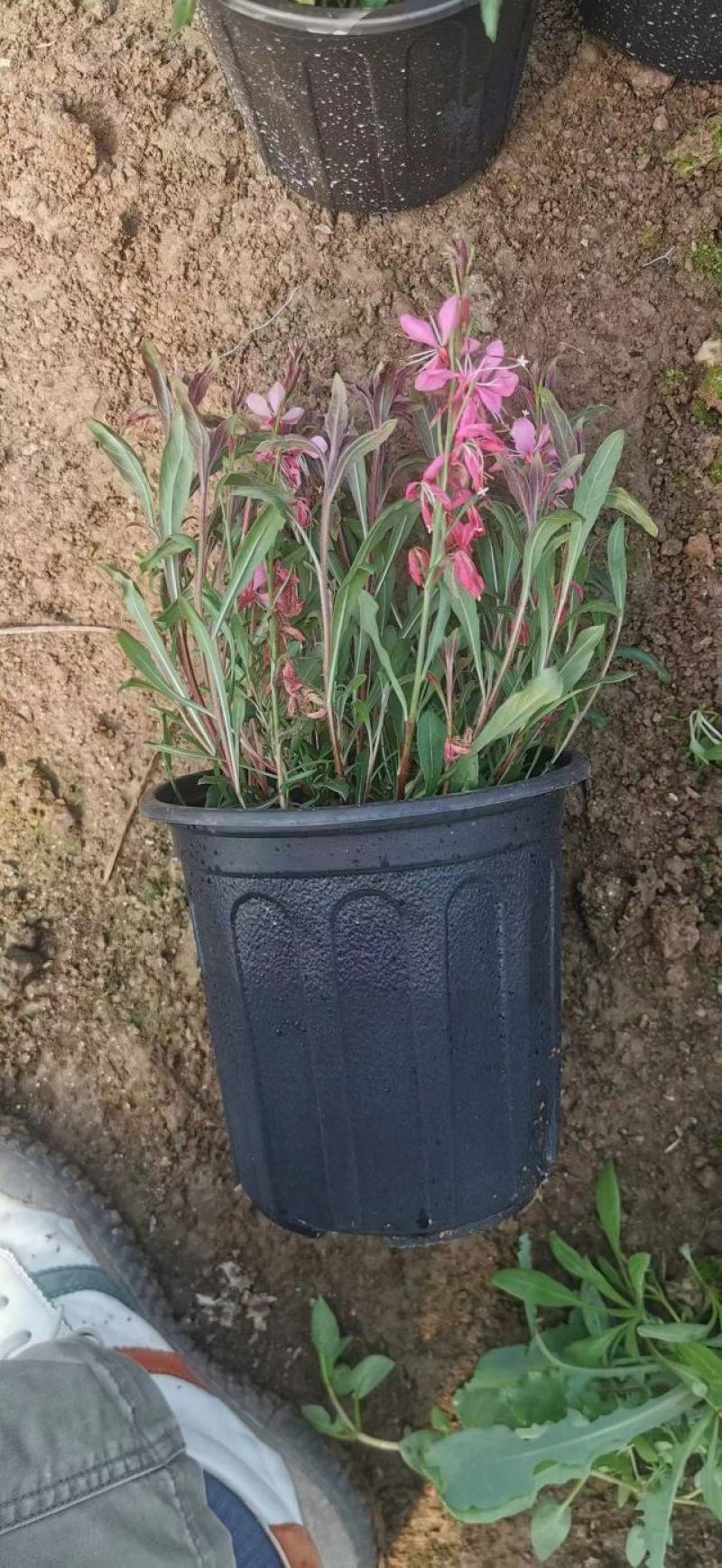 红花山桃草粉花山桃草千鸟花