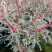 红花山桃草粉花山桃草千鸟花