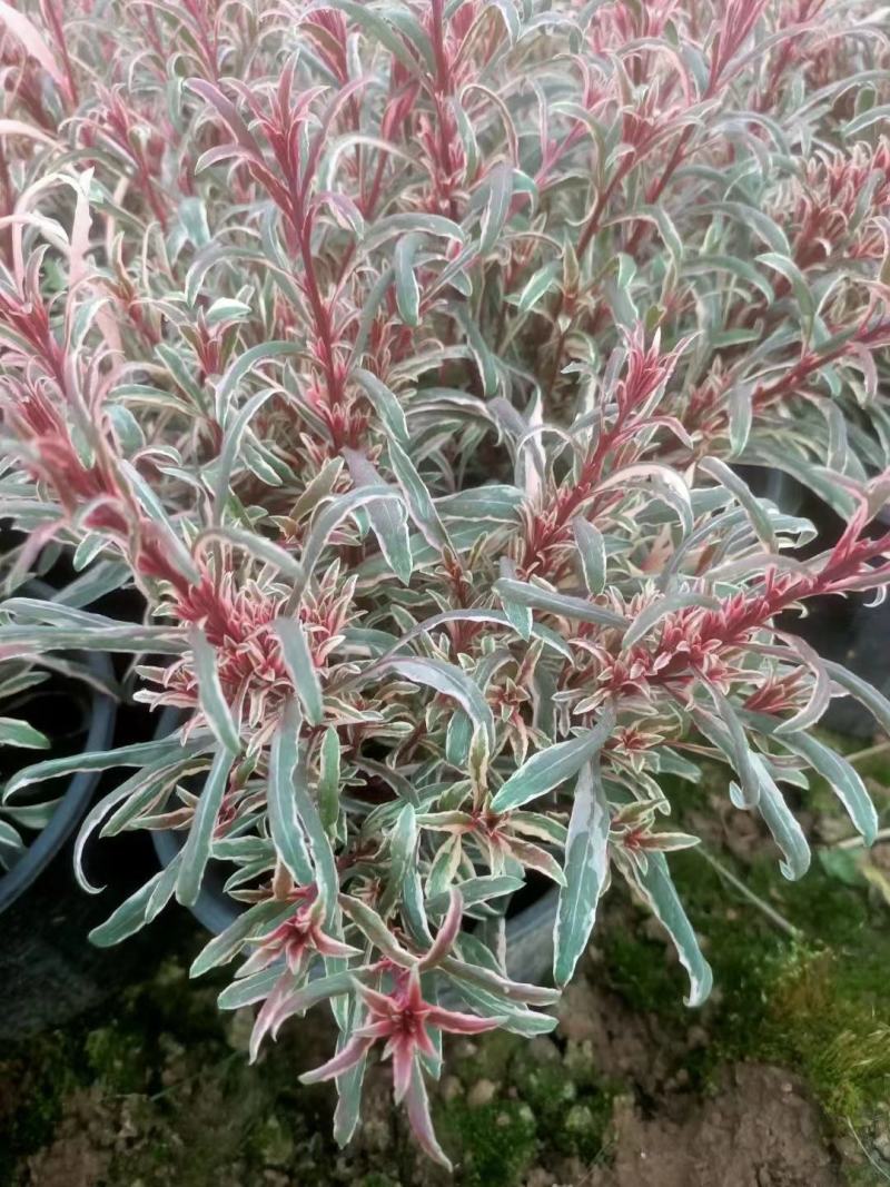 红花山桃草粉花山桃草千鸟花