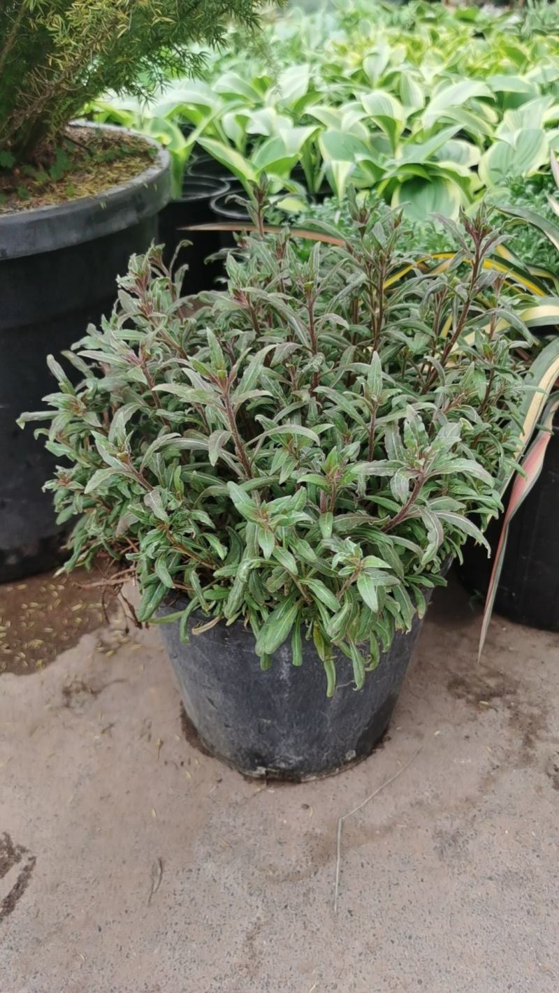 红花山桃草粉花山桃草千鸟花