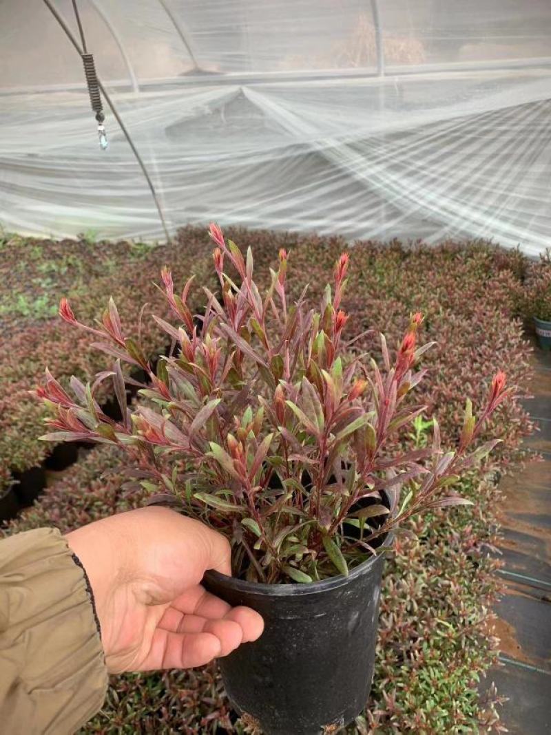 红花山桃草粉花山桃草千鸟花