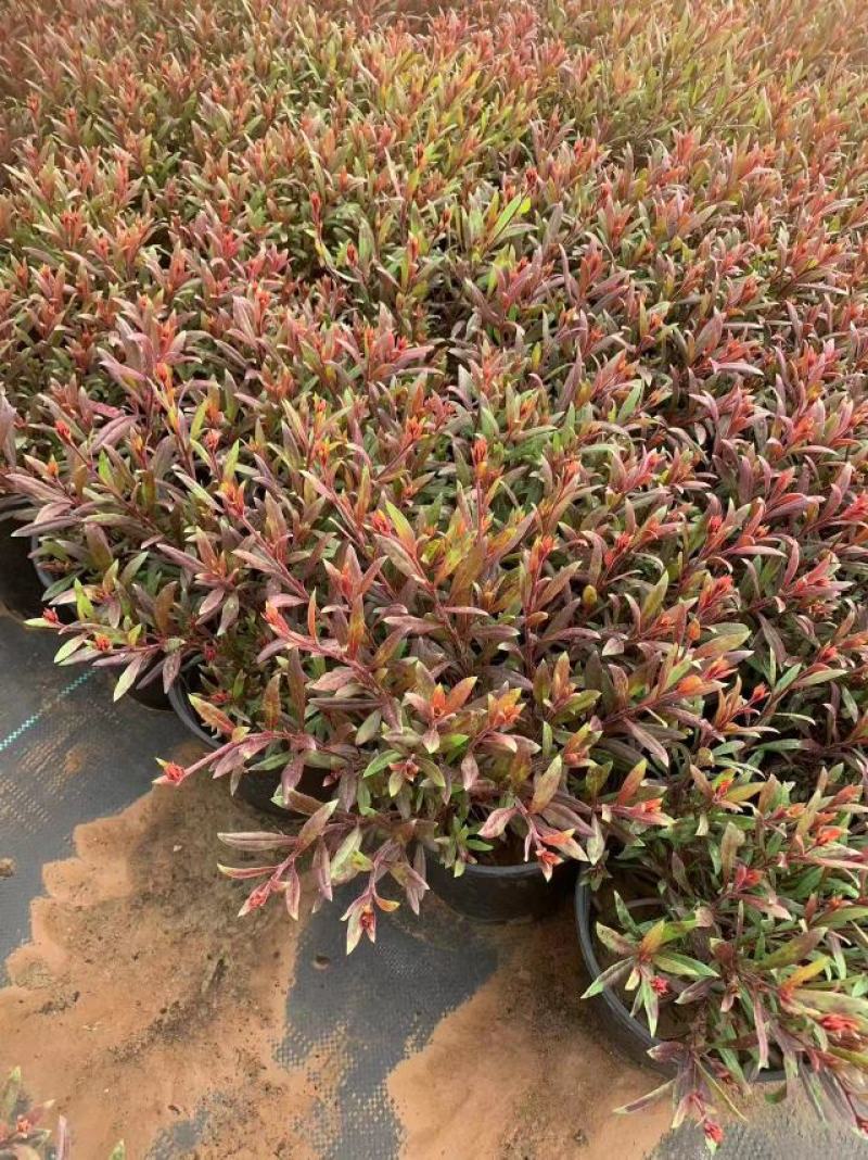 红花山桃草粉花山桃草千鸟花
