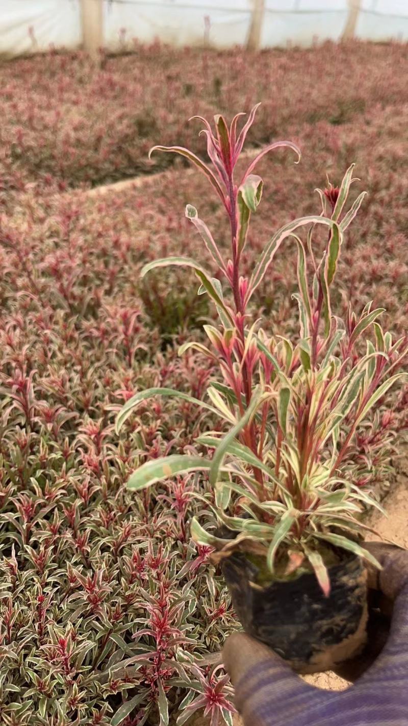 红花山桃草粉花山桃草千鸟花
