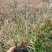 红花山桃草粉花山桃草千鸟花